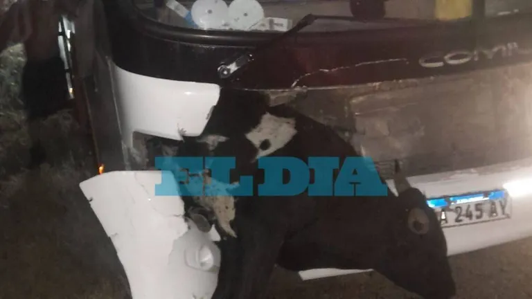 Susto en la ruta para hinchas de Estudiantes: chocaron una vaca cuando volvían a La Plata